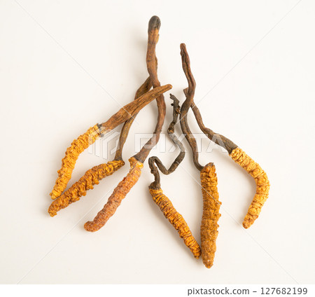 Cordyceps sinensis or Ophiocordyceps sinensis isolated on white background, mushroom herb treatment medicine. 127682199