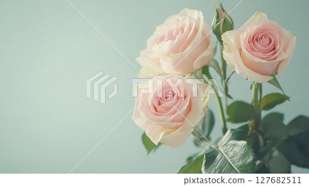 Capture Softness, Roses Bloom Gracefully with Gentle Light and Pastel Harmony Capture Softness, Roses Bloom Gracefully with Gentle Light and Pastel Harmony 127682511