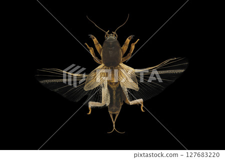 European mole cricket isolated on black background 127683220