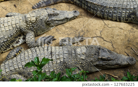 Lying Crocodiles 127683225