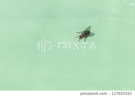 Fly sitting on grunge green plastic material background 127683583