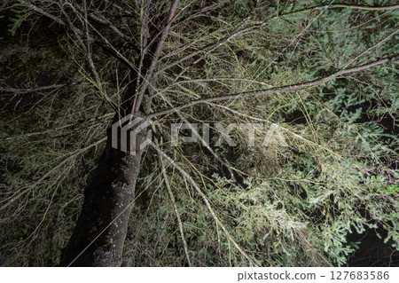 Frightening Fir Tree at Night 127683586
