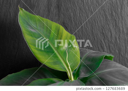 Growing Banana Tree in Black Rock Background Growing Banana Tree in Black Rock Background 127683689
