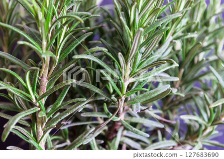 Growing Rosemary Branches Background Growing Rosemary Branches Background 127683690