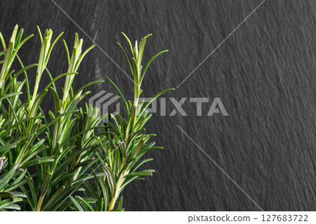 Growing Rosemary in Black Rock Background Growing Rosemary in Black Rock Background 127683722