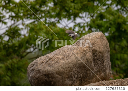 Northern wheatear Oenanthe oenanthe, in natural habitat 127683810