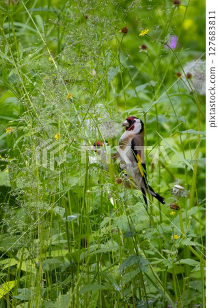 european goldfinch  sitting on grass 127683811