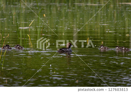 Female Common goldeneye (Bucephala clangula) and ducklings Female Common goldeneye (Bucephala clangula) and ducklings 127683813