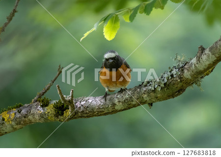 Bird Phoenicurus phoenicurus with an orange tail and black Bird Phoenicurus phoenicurus with an orange tail and black 127683818