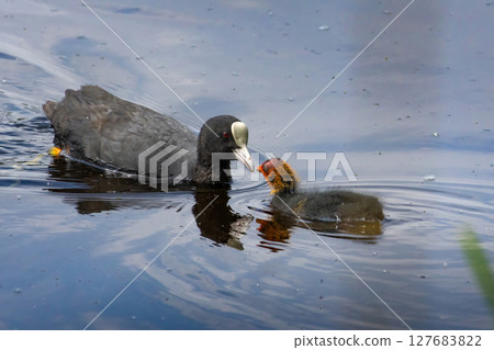 Eurasian coot (Fulica atra) with baby 127683822