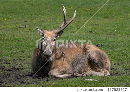Chinese deer - David's Deer 127683837