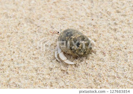 Hermit Crab 127683854
