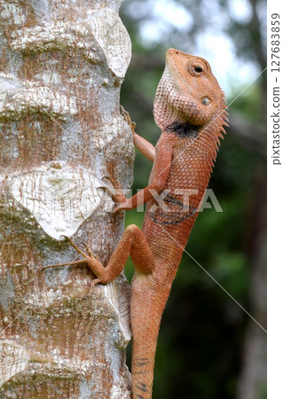 Lizard on the Tree Lizard on the Tree 127683859