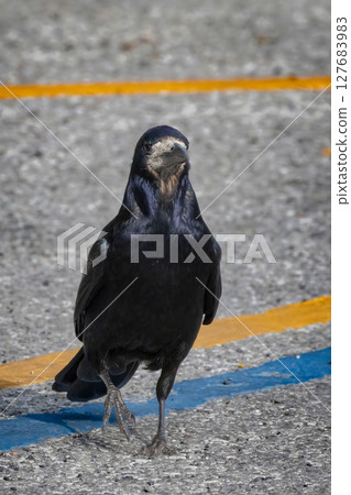 wild Rook on the field Corvus frugilegus 127683983
