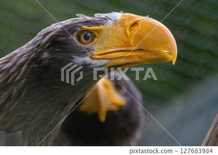 Steller's sea eagle Haliaeetus pelagicus 127683984