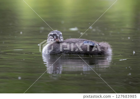 Baby grebe chick paddles Baby grebe chick paddles 127683985