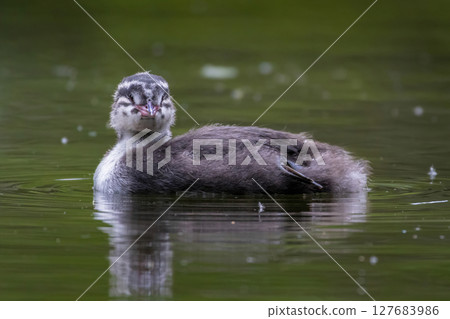 Baby grebe chick paddles Baby grebe chick paddles 127683986