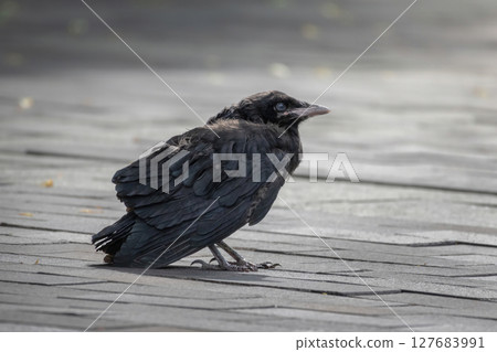 Juvenile Rook - Corvus frugilegus 127683991