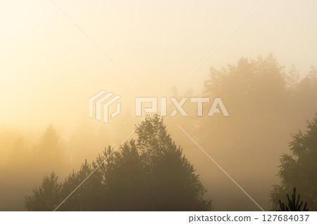 Forest covered with dense white fog during yellow sunrise Forest covered with dense white fog during yellow sunrise 127684037