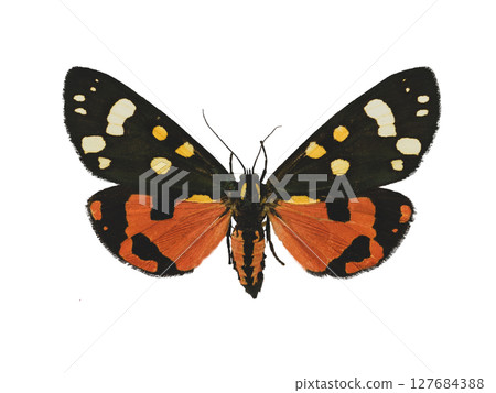 Scarlet tiger moth isolated on white background Scarlet tiger moth isolated on white background 127684388