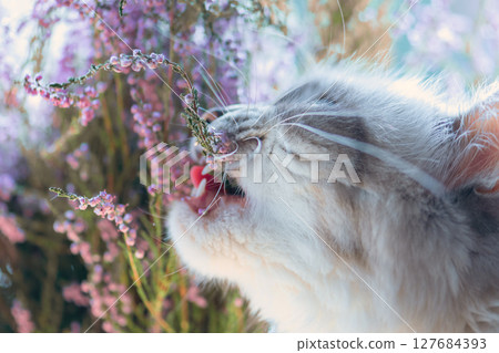 Siberian cat tasting heather bush 127684393