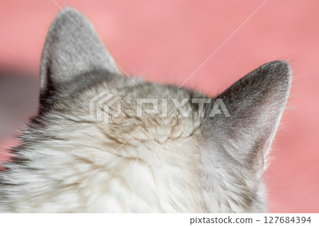 Siberian Neva Masquerade cat head with ears and copy space Siberian Neva Masquerade cat head with ears and copy space 127684394