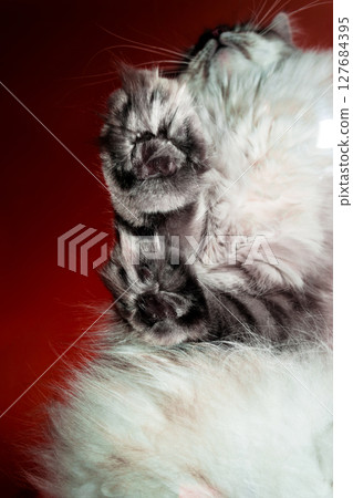 Siberian Neva Masquerade Cat Paws and Torso in Red Background 127684395