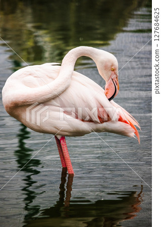 Pink flamingo standing in shallow water on one leg while grooming its feathers with its curved beak 127684625