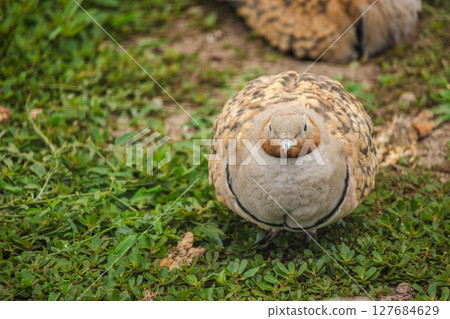 Close-up of a chestnut-bellied sandgrouse resting on green grass with its feathers puffed, facing the camera Close-up of a chestnut-bellied sandgrouse resting on green grass with its feathers puffed, facing the camera 127684629