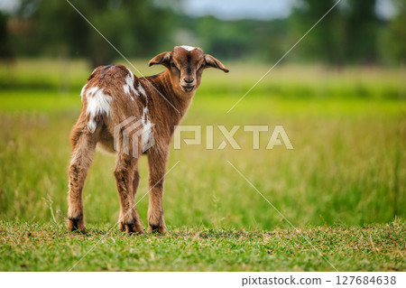 Spotted baby goat standing on grass and turning its head toward the camera in a summer countryside field Spotted baby goat standing on grass and turning its head toward the camera in a summer countryside field 127684638