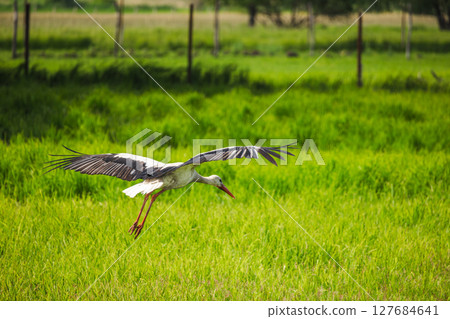 White stork flying low over a green field with wings fully extended, symbolizing wildlife, freedom, and natural rural landscapes 127684641