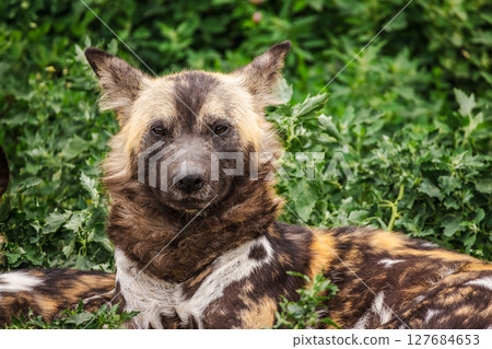 Portrait of a resting African painted dog with distinctive fur patterns and upright ears, lying among dense green vegetation 127684653