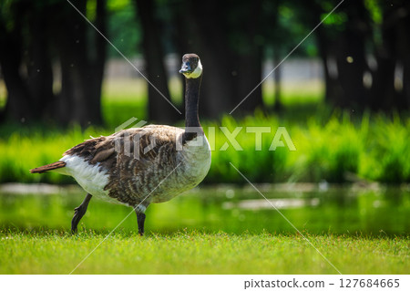 Canada goose standing near a pond in a green pasture with natural lighting, evoking a calm rural and free-range farm setting Canada goose standing near a pond in a green pasture with natural lighting, evoking a calm rural and free-range farm setting 127684665