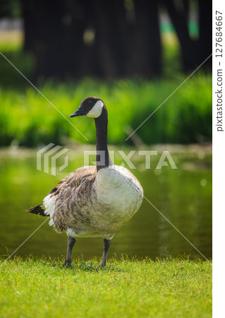 Canada goose standing near a pond on a sunny day in green pasture, ideal concept for free-range poultry and organic farm life 127684667