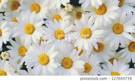 Daisies background. Yellow and white flowers background. 127684739