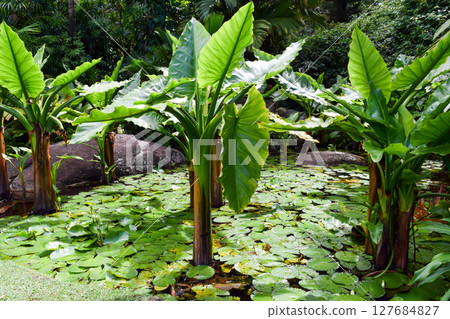 Seychelles National Botanical Gardens Seychelles National Botanical Gardens 127684827