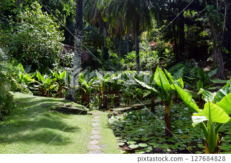 Seychelles National Botanical Gardens 127684828