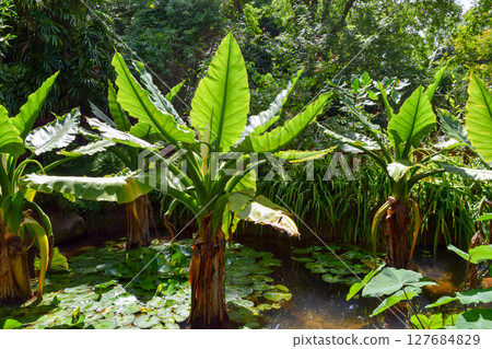 Seychelles National Botanical Gardens 127684829