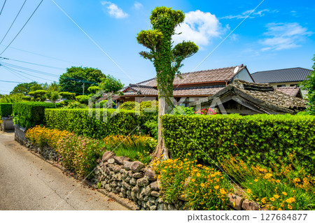 鹿兒島縣和泉市山麓城鎮景觀 127684877