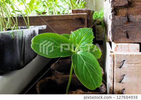 Young Cucumber Plant Growing at Home in Spring and Ready for Transplantation into the Field Garden Young Cucumber Plant Growing at Home in Spring and Ready for Transplantation into the Field Garden 127684938