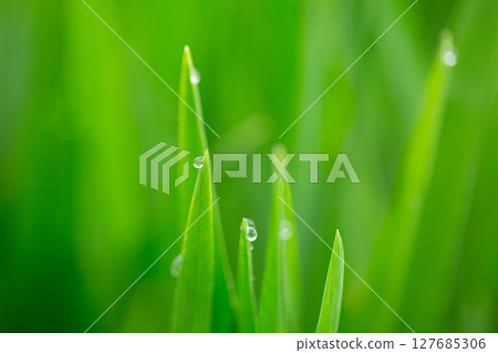 大麥幼葉和晨露 127685306