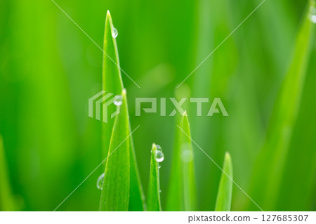 大麥幼葉和晨露 127685307