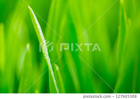 Barley young leaves and morning dew Barley young leaves and morning dew 127685308
