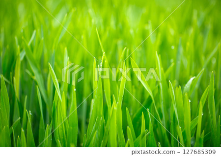 大麥幼葉和晨露 127685309