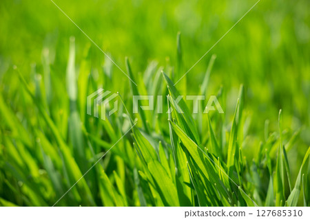 Barley young leaves and morning dew 127685310