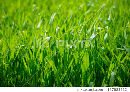 Barley young leaves and morning dew 127685312