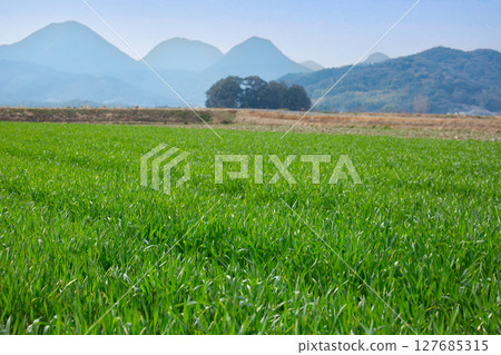 Barley young leaves 127685315