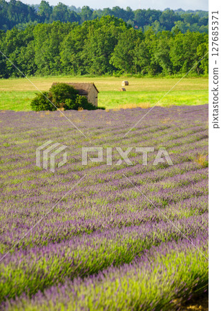 Summer landscape with lavender fields, France Summer landscape with lavender fields, France 127685371