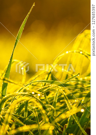 Plant grass wet with dew on meadow field at sunrise Plant grass wet with dew on meadow field at sunrise 127685397