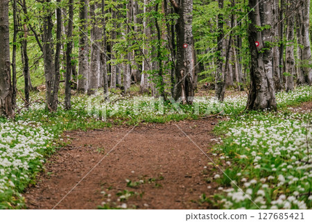 Forest Footpath admits Flowering Wild Garlic 127685421